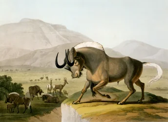 The Gnoo, 1804